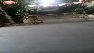 Bersetubuh Gaya Doggy Di Area Komplek Sepi Ganas